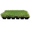 18 St. Augustine 'Palmetto' 3 Inch Sod Plugs - Drought,