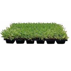 18 St. Augustine 'Palmetto' 3 Inch Sod Plugs - Drought, Salt & Shade Tolerant Grass