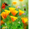 ESCHSCHOLZIA californica (California Poppy, Formula Mix) Flower Seeds, Long-Lasting Blooms,