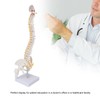 Vertebral Column Model Flexible Spine Caudal Vertebra Anatomical Model with