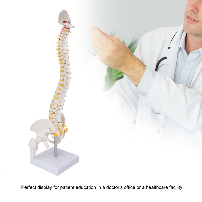 Vertebral Column Model Flexible Spine Caudal Vertebra Anatomical Model with