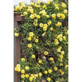 100PCS Yellow Climbing Rose Seeds Fragrant Yellow Rose Vine Romantic Garden Flower Gift for Gardeners