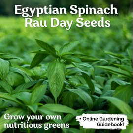 KVITER 3000 Molokhia Egyptian Spinach Seeds (Corchorus Olitorius) - a.k.a Jute Leaves Seeds, Ewedu, Rau Day, Saluyot Vegetable Seed – Ideal Heirloom Vegetable Seeds for Planting Outdoors & Indoors