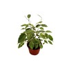 Weeping Fig Tree - Ficus Benjamina Variegated - 4'' from