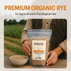 Rye Berries for Mushroom Spawn - Organic, Triple Washed Rye
