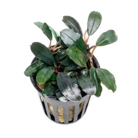 SubstrateSource Bucephalandra Kedagang Round Potted Live Aquarium Plant - Natural Freshwater Fish Tank Decorations, Aquatic Decor