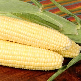 Bodacious RM Hybrid Corn Garden Seeds - 10 g Packet ~50 Seeds - Non-GMO, SE (Sugary Enhanced) Vegetable Gardening Seeds
