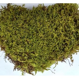 Tin Roof Treasure Fresh Live Sheet Moss for Terrarium Fairy Garden Projects Kokedama 6"x9" Bag