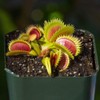 Doter Carnivorous Plant Soil Mix for Repotting 4 QT, All