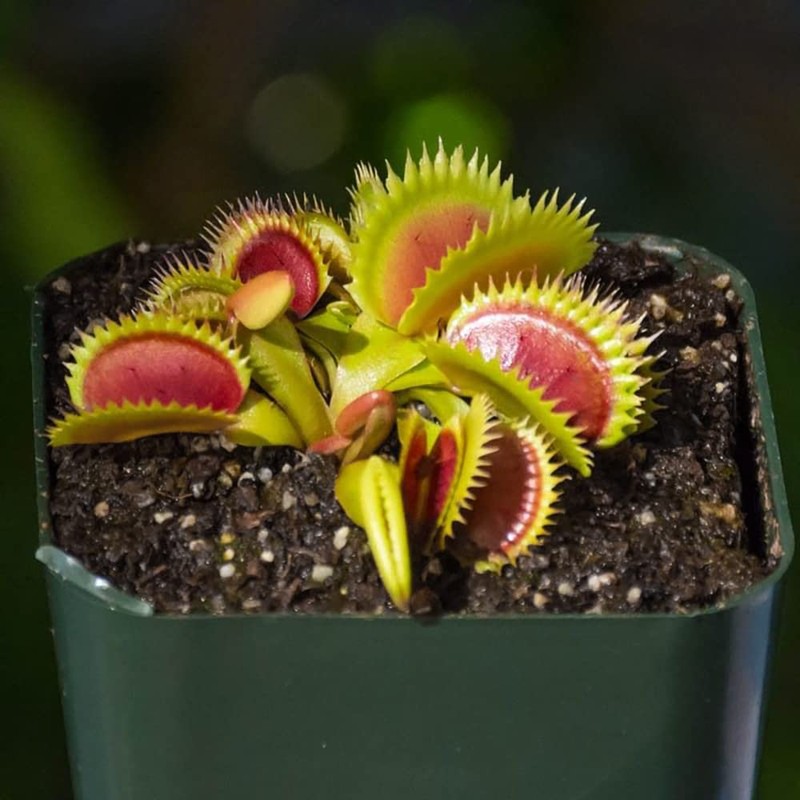 Doter Carnivorous Plant Soil Mix for Repotting 4 QT, All