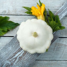 Seeds4planting - Seeds Early White Patty Pan Scallop Scallopini Squash Bush Zucchini Non GMO Heirloom