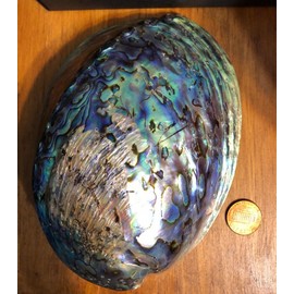 Large Abalone Shell Polished Paua Rainbow LG Sea Green Blue Beach House Zealand