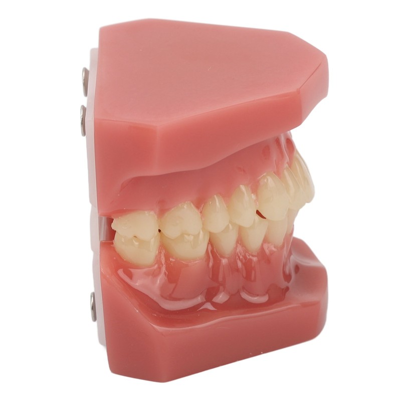 Tooth Model 28 Teeth Dental Orthodontic Model Teaching Study Supplies