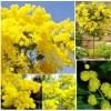 Seed-Top 100 Seeds Acacia Silver Wattle Yellow Mimosa Fresh