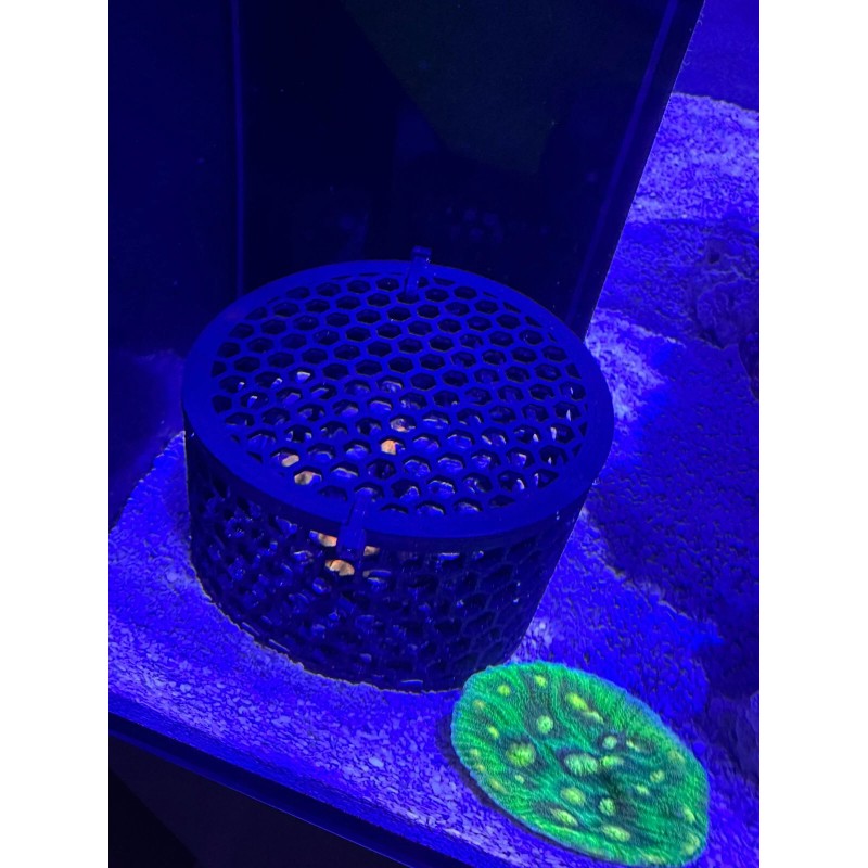 CD3DPrinting Mushroom Coral Boxes - Multiple Sizes Available! USA Made