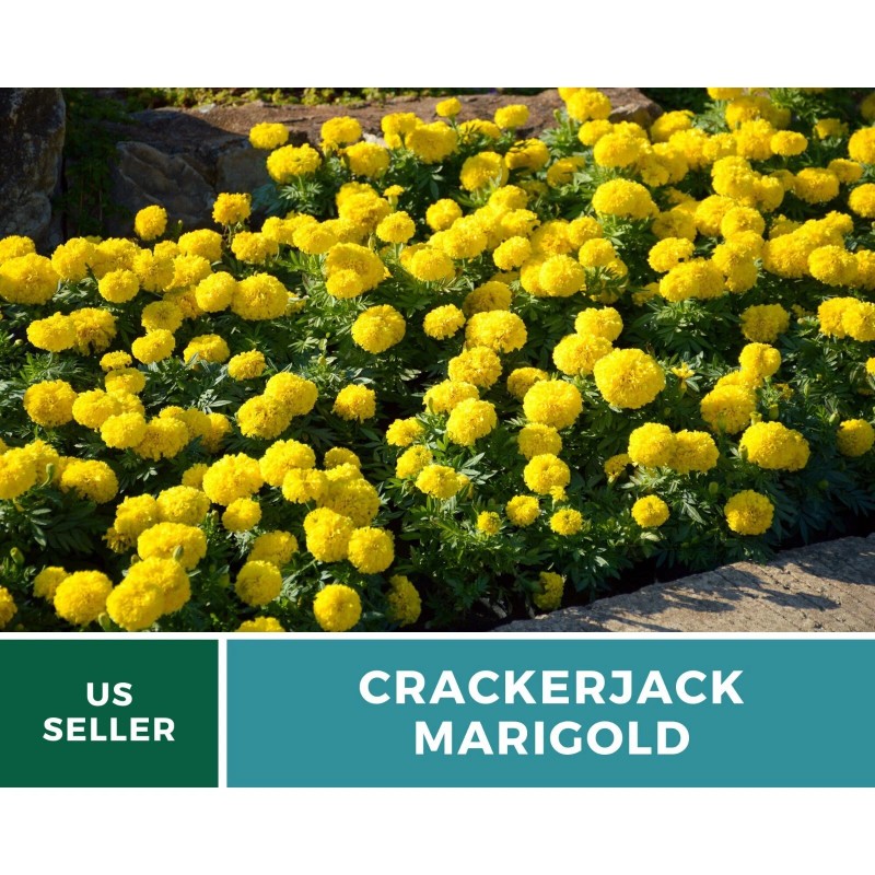 Southern Seeds Marigold, Crackerjack - 100 Seeds - Giant blossoms
