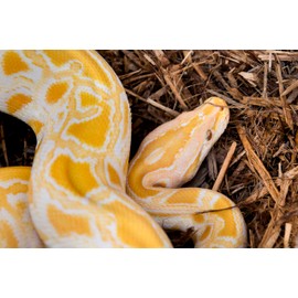 Galápagos (05056) Cypress Tank-Mulch Woodland Bedding for Reptiles & Amphibians, Eco-Friendly, High Absorbency, Dust-Free Perfect for Bearded Dragons, Tortoises, Snakes, & More, 24QT