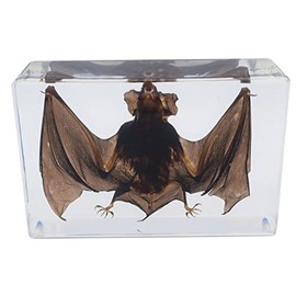 Large Taxidermy Real Bat Specimens Animal Specimen in Resin for Science Classroom Science Education X-Large(5.3x3.5x1.4 Inch)