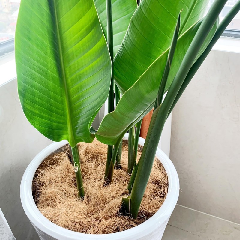 Natural Organic Coconut Husk Silk, Pure Coconut Shell Fiber Orchid