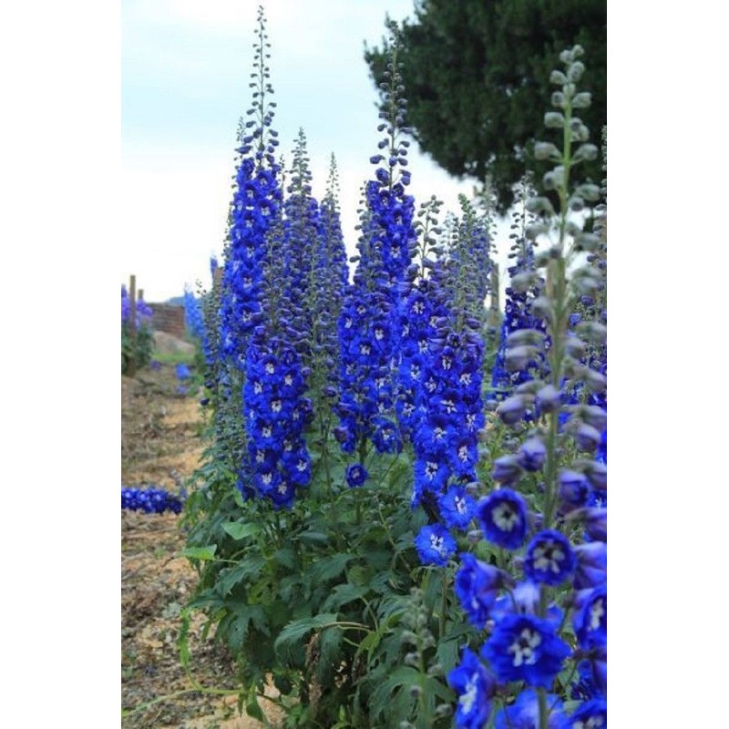 Toadstool Seeds 50 Bright Blue Delphinium Mix Seeds Perennial Seed