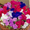 Little Seed Store 2001+Dwarf PETUNIA MIX Flower Seeds Garden Container