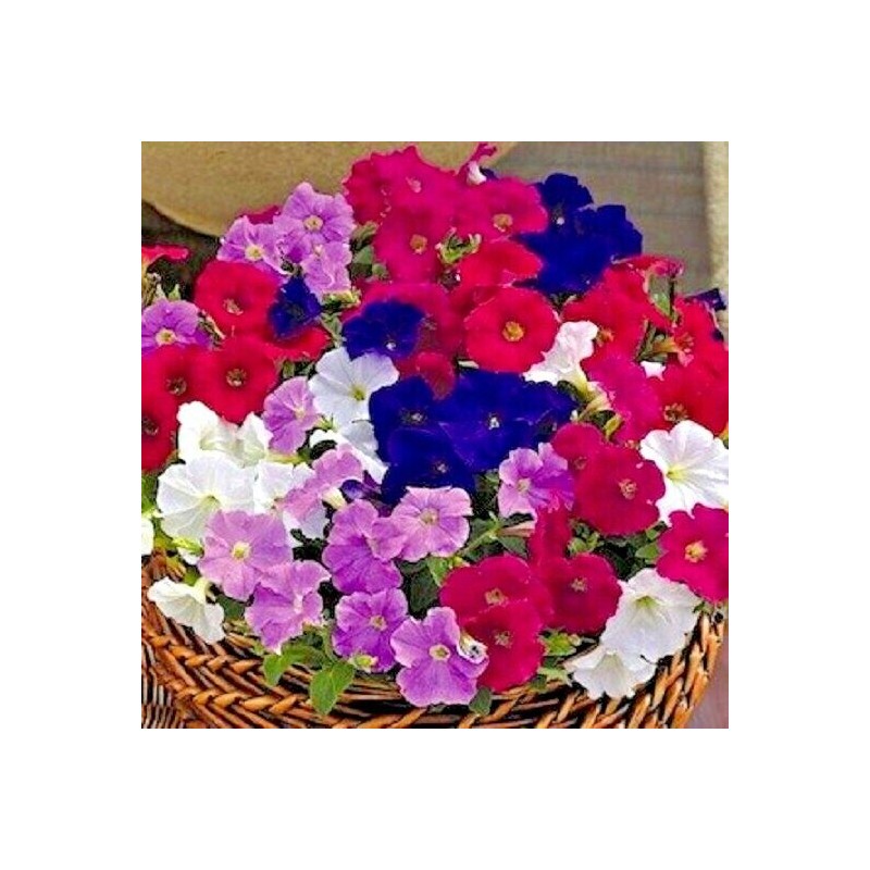Little Seed Store 2001+Dwarf PETUNIA MIX Flower Seeds Garden Container