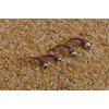 Tungsten Bead Purple Rainbow Warrior Midge Nymph Fly | 12