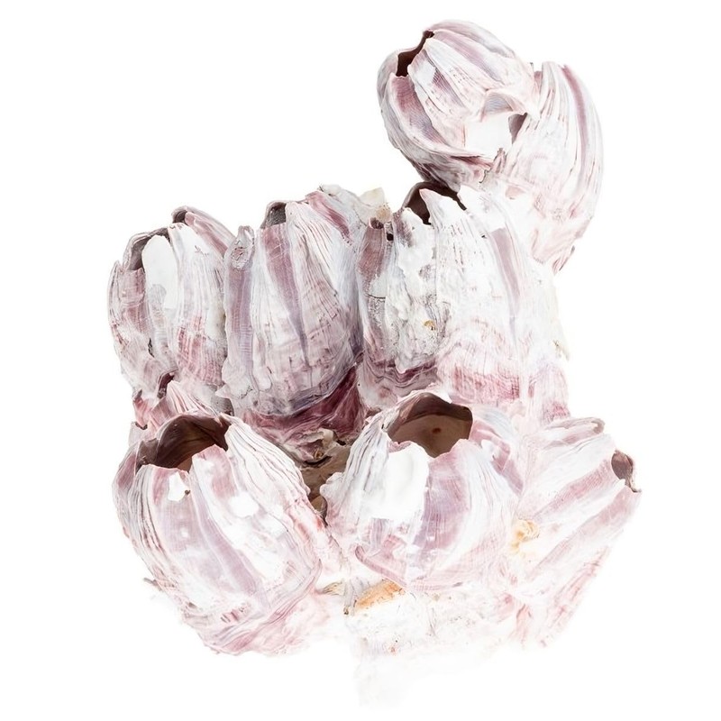 Nadeco® Seepocken 15 cm | Barnacle | Balanidae | Maritime