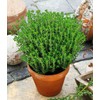 NIKA SEEDS - Herbs Thyme Garden Common Heirloom - 500