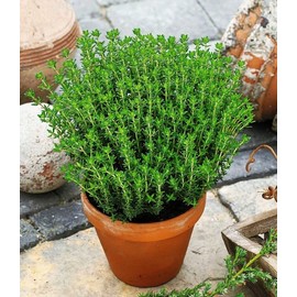 NIKA SEEDS - Herbs Thyme Garden Common Heirloom - 500 Seeds