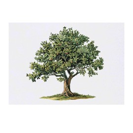 Azeeda 'Baum mit Gras' Temporäres Tattoo - Hautfreundlicher & Ungiftiger Abziehbild · Wasserfest (TO00078013)