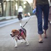 Idepet Heavy Duty Retractable Dog Leash for Small and Medium