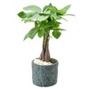 Arcadia Garden Products LV49 Money Tree, Live Indoor Plant in