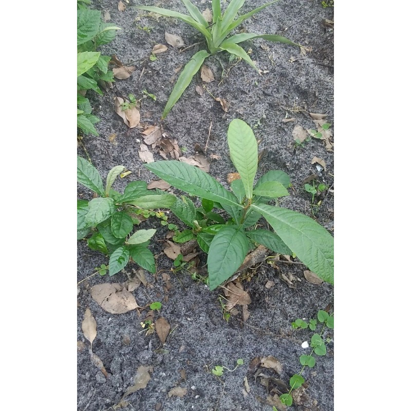 Japanese Plum Tree 2 Rooted Plants 4-8Japanese Plum Tree Organic