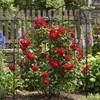 SCENDOR 2 Pack Arched Metal Garden Trellis for Climbing Plants