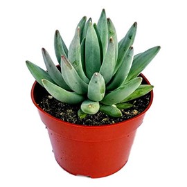 Fat Plants San Diego Succulent Plant(s) Fully Rooted in 4 inch Planter Pots with Soil - Real Live Potted Succulents/Unique Indoor Cactus Decor (1, Pachyveria haagi)