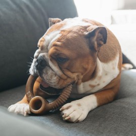 Benebone Ring Durable Dog Chew Toy for Aggressive Chewers, Real Bacon, Made in USA, Medium