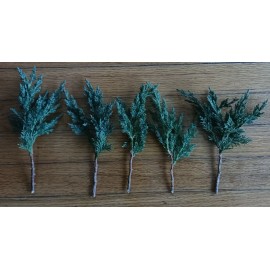 Tree 5 x Pre Bonsai  Juniper 6 to 8 inch"  Green mound Juniper cuttings