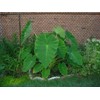 3 Live Colocasia Esculenta Elephant Ear Taro Gabi Kalo Eddo