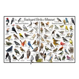 Where's Wildlife Backyard Birds of Missouri Bird Identification Poster Divided into Year-round Residents and Seasonal Visitors - Birdwatching Nature Chart (12" x 18")
