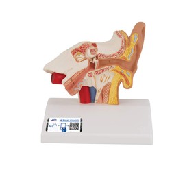 3B Scientific 3B Smart Anatomy E12 Ear Model, Table Size, 1.5x Magnified + Free Anatomy App - 3B Smart Anatomy