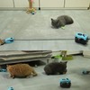 Cat Toys for Indoor Cats, Interactive Cat Toy Chasing Running