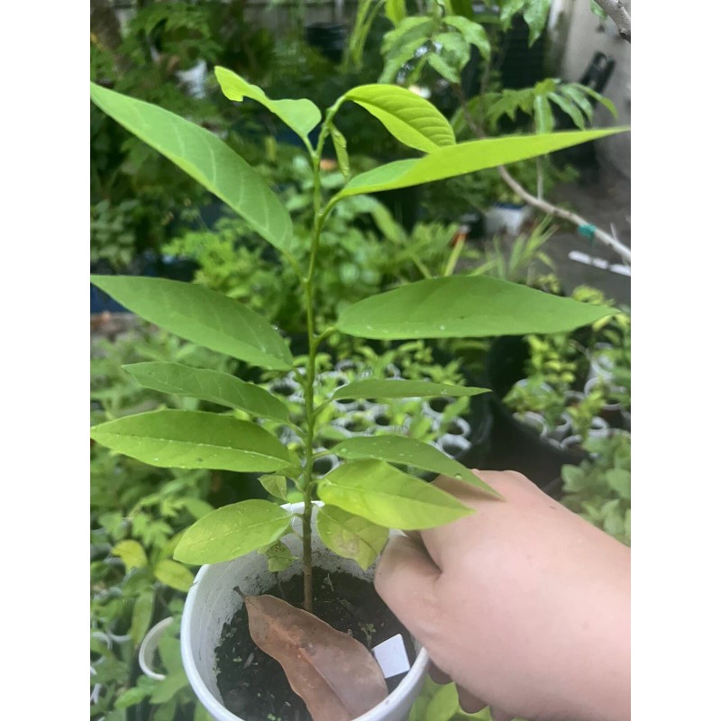 Tree 1 Sugar Apple Na Dai( Mãng Cầu Dai) 5”