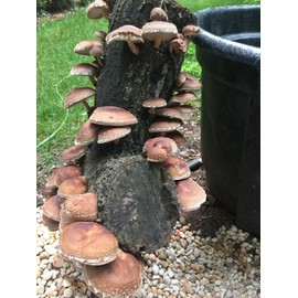11" Skinny Girl WR Shiitake Mushroom Log Grow Amazing Edible Mushrooms Kit