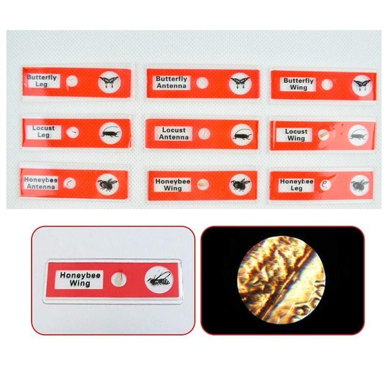 JZK 48 x Plastic Microscopes Slides for Children with Animals,