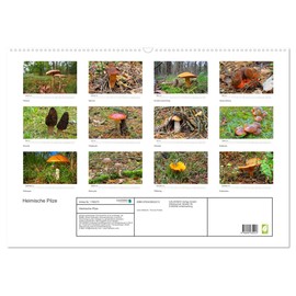Heimische Mushrooms (Wall Calendar 2025 DIN A2 Landscape), CALVENDO Monthly Calendar