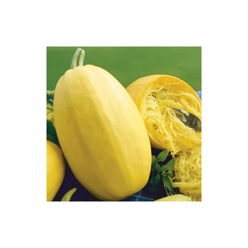 Park Seed Organic Vegetable Spaghetti Squash Seeds, Pack of 20
