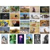 Bear and Bee 100 Animal Postcards with 100 Different Motifs