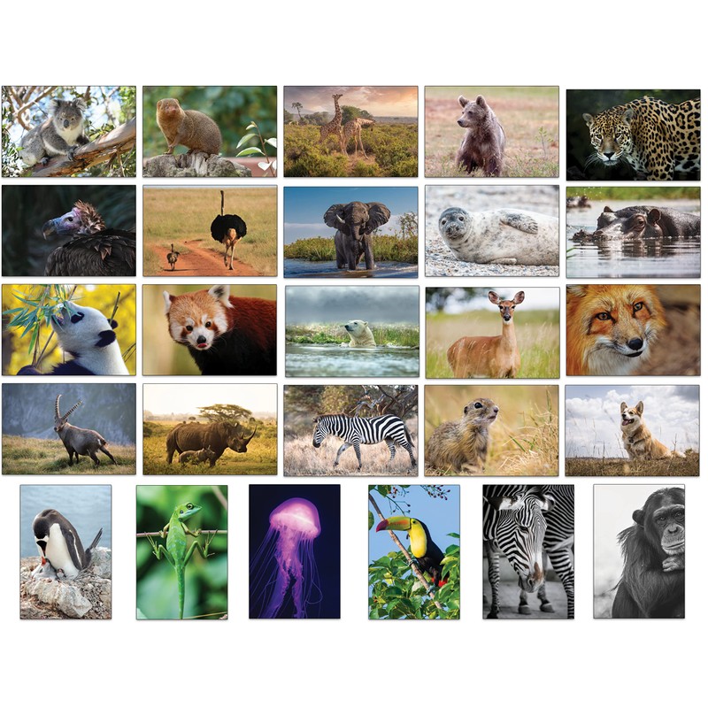 Bear and Bee 100 Animal Postcards with 100 Different Motifs