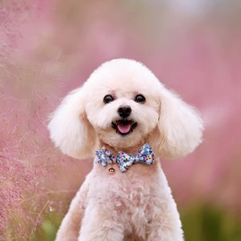 AUAUY Dog Collar and Leash Set, Release Adjustable and Comfortable Collar, Flower Girl Floral Pattern Engraved Pet Collars with Beautiful Bowtie and Little Bell for Small Medium Large Dogs(Blue S)